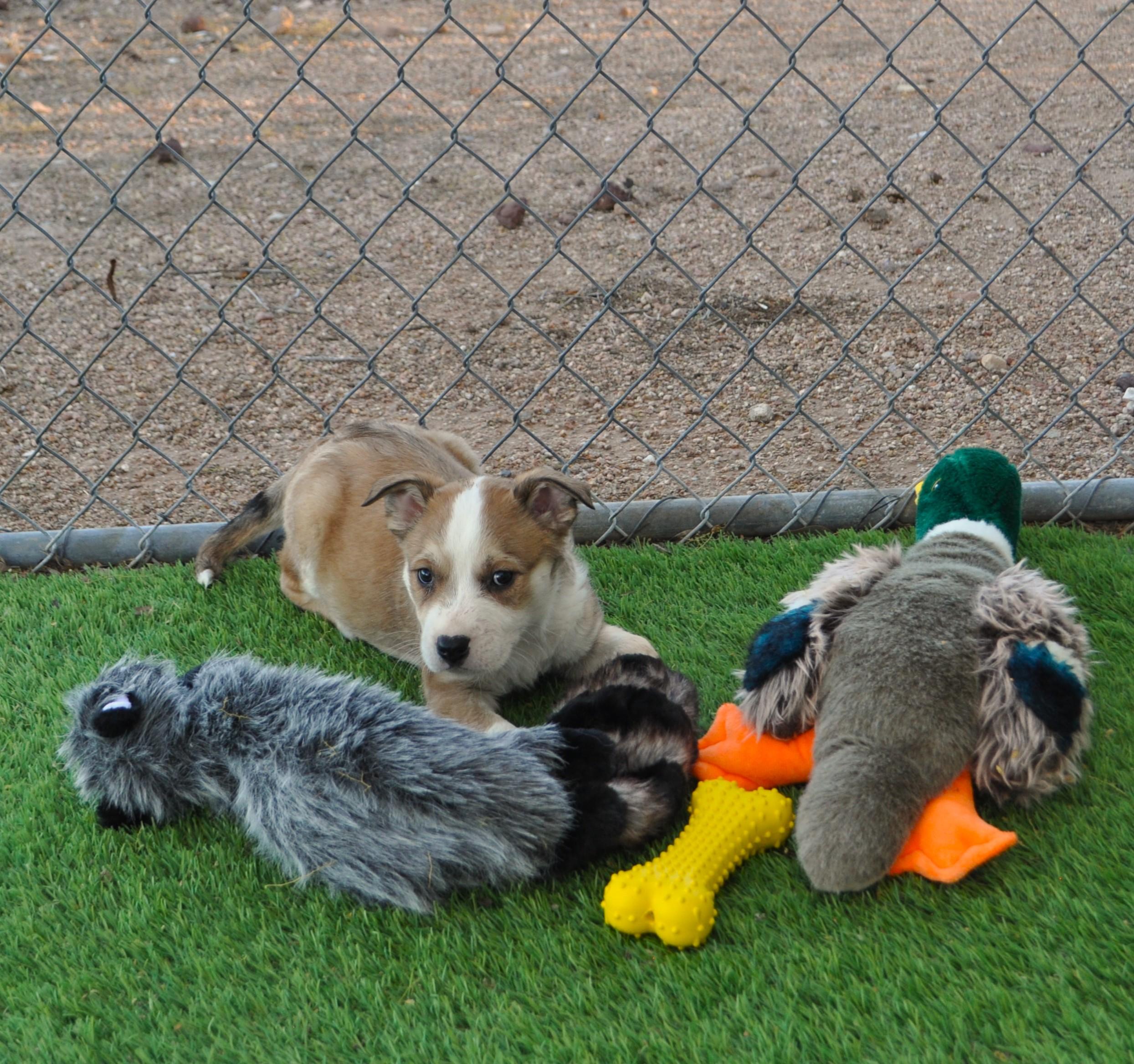 Enlarge Funky, a ADOPTABLE mixed breed in Apache Junction, AZ image 4/4