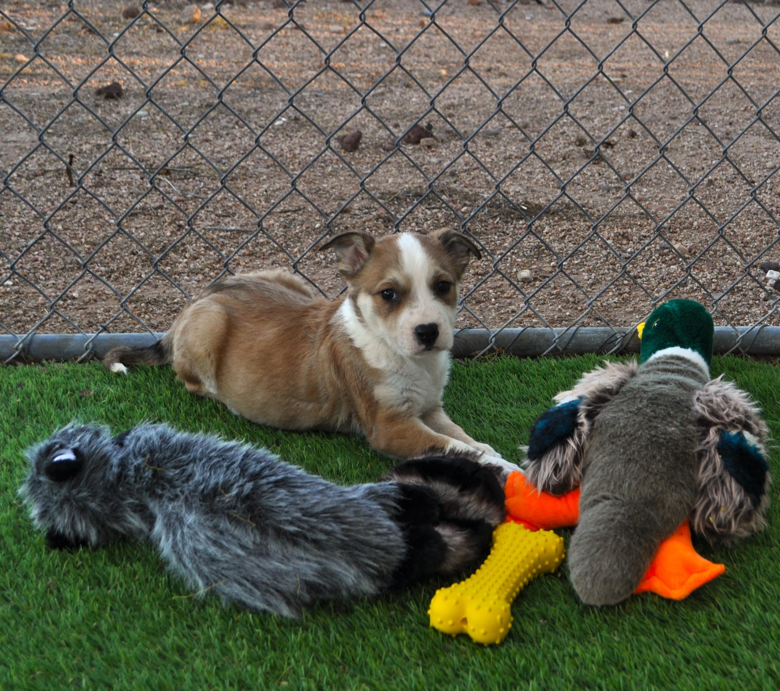 Funky, ADOPTABLE, Puppy Male Labrador Retriever & Cattle Dog.