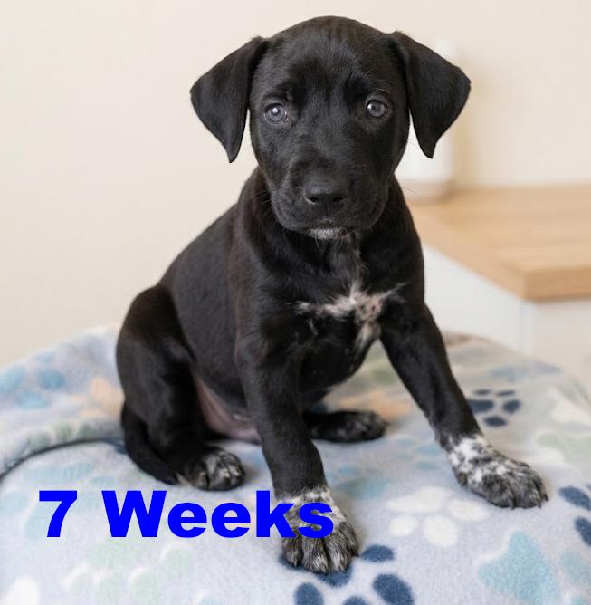 Jet, Adoptable, Puppy Male Labrador Retriever & Australian Cattle Dog / Blue Heeler.
