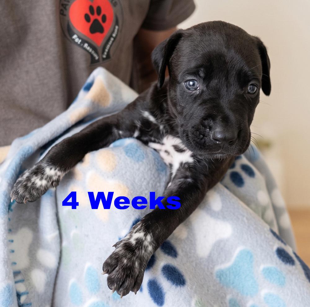 Enlarge Jet, a Adoptable mixed breed in Crown Point, IN image 2/4