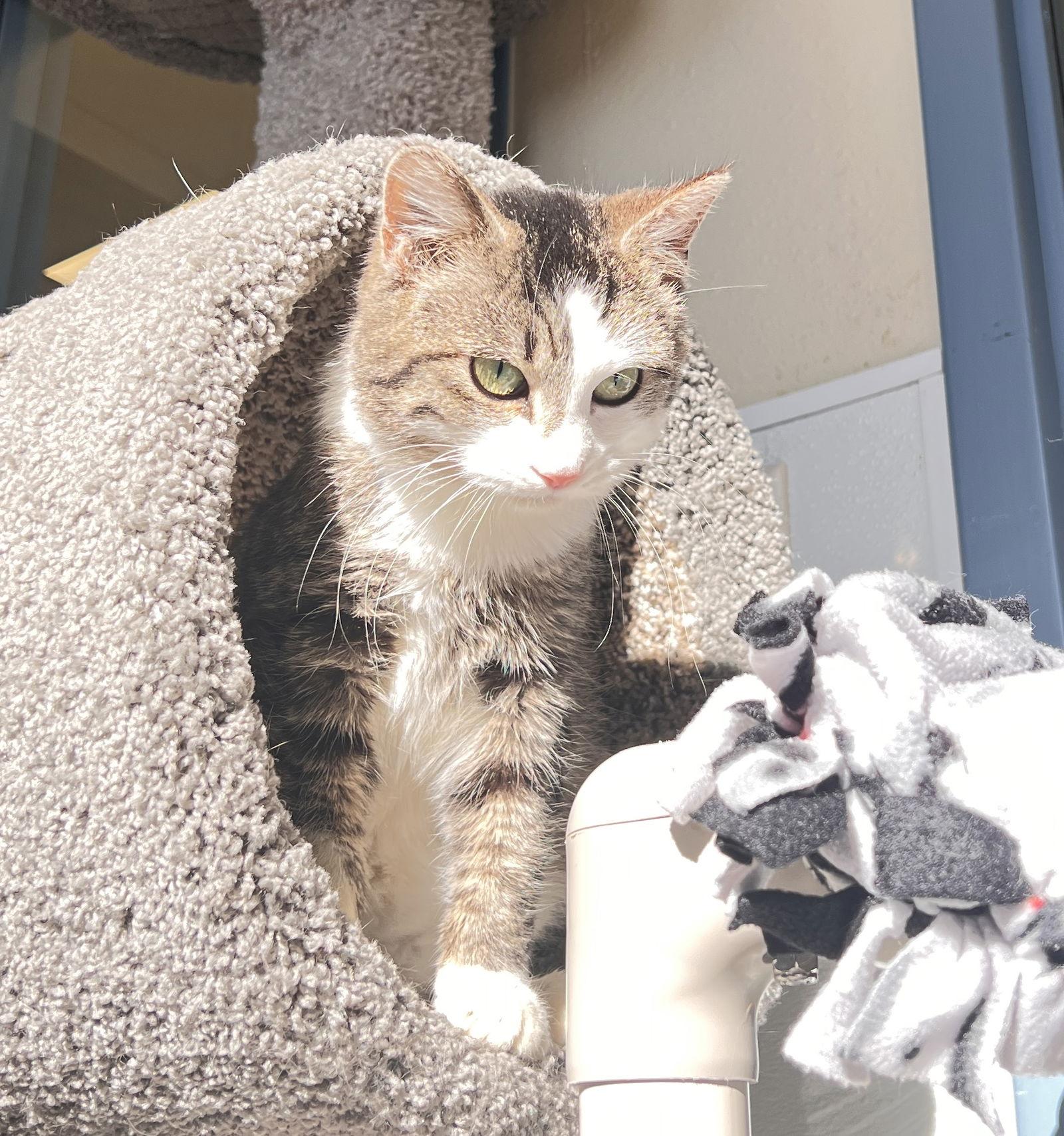 Angel, Adoptable, Adult Female Domestic Medium Hair.