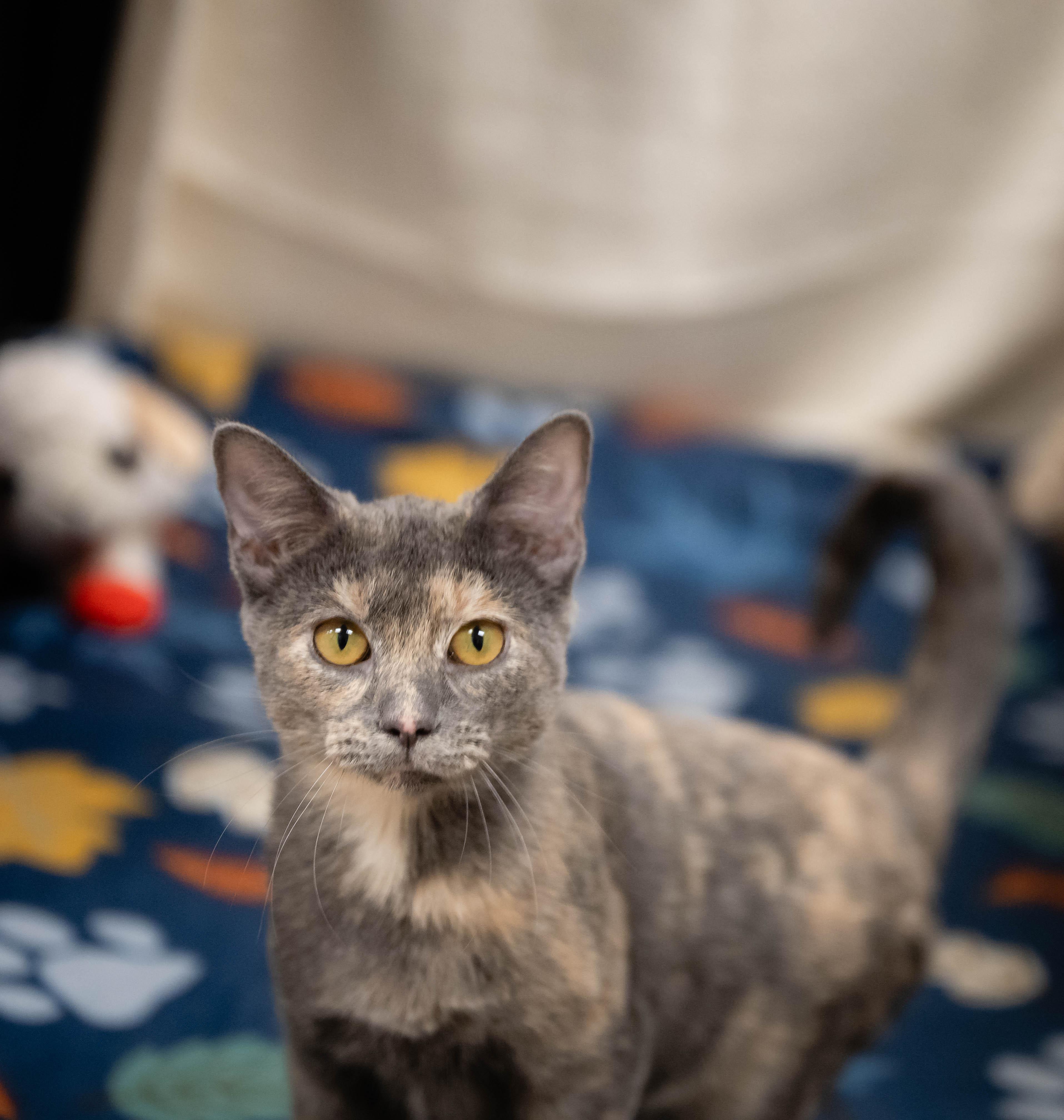 Abby Cadabe, adopted, Young Female Dilute Calico.