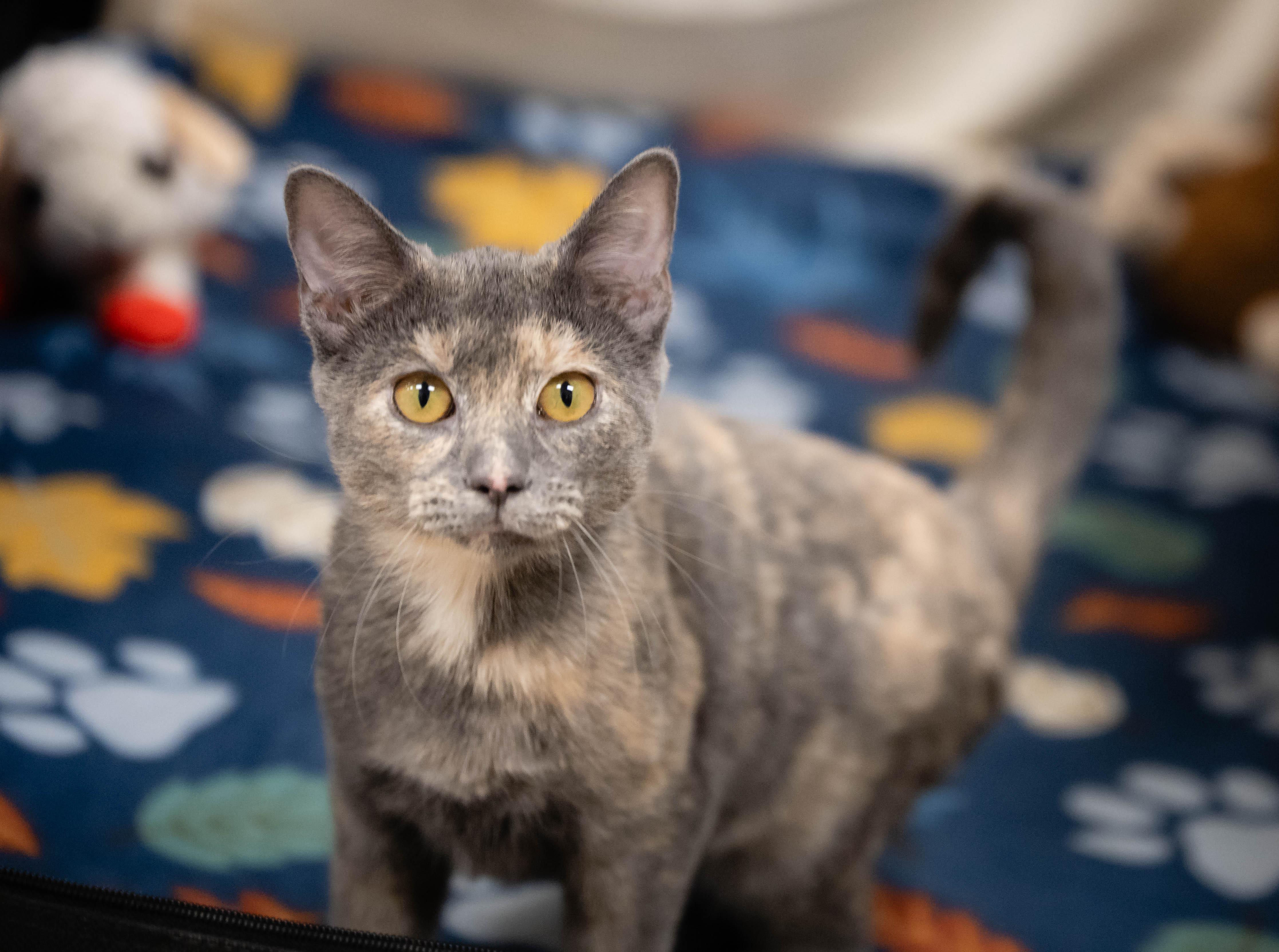 Enlarge Abby Cadabe, an adopted Dilute Calico in Pueblo, CO image 2/2