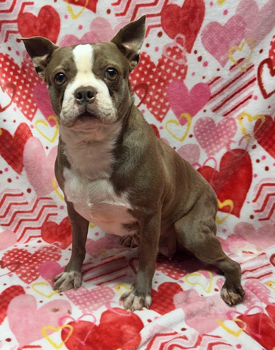 REMI (ohiosdrescue@gmail.com), ADOPTABLE, Adult Female Boston Terrier.