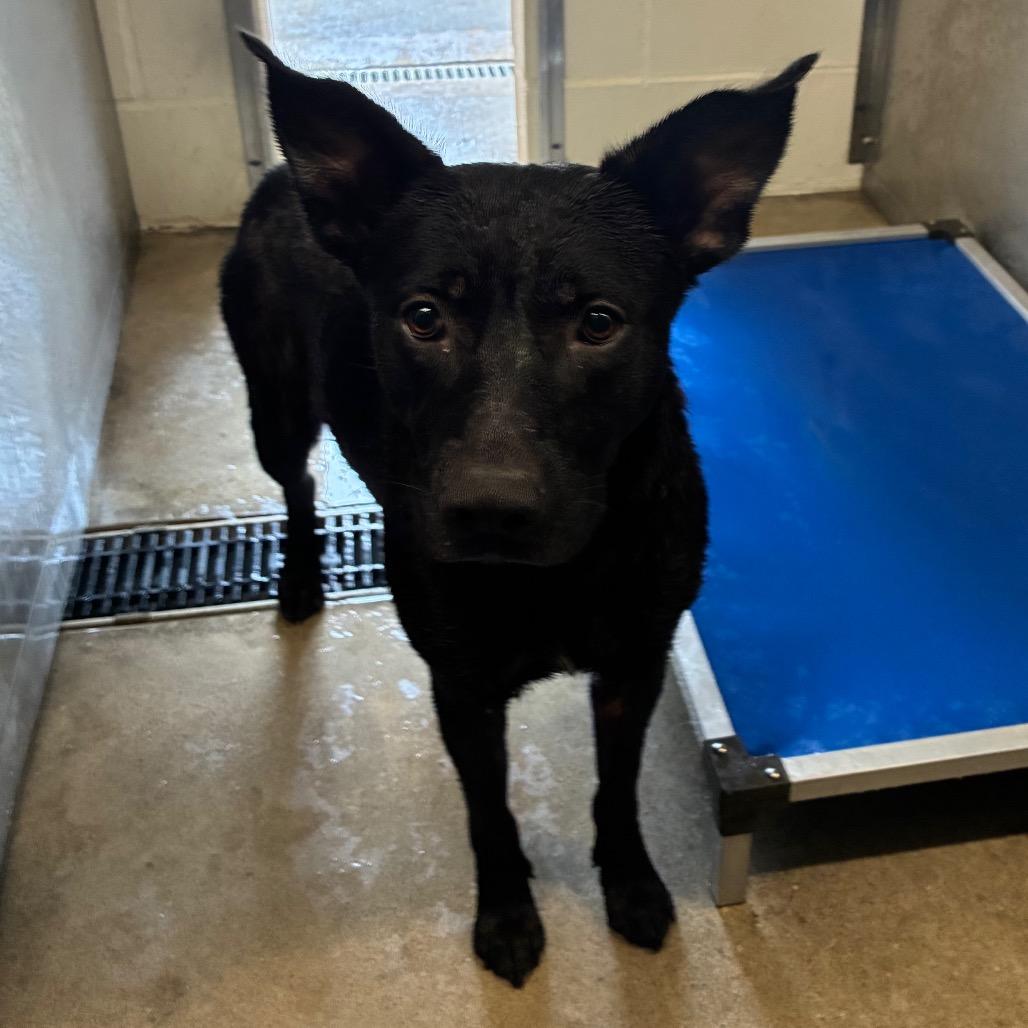 Jet, Adoptable, Young Male Mixed Breed.