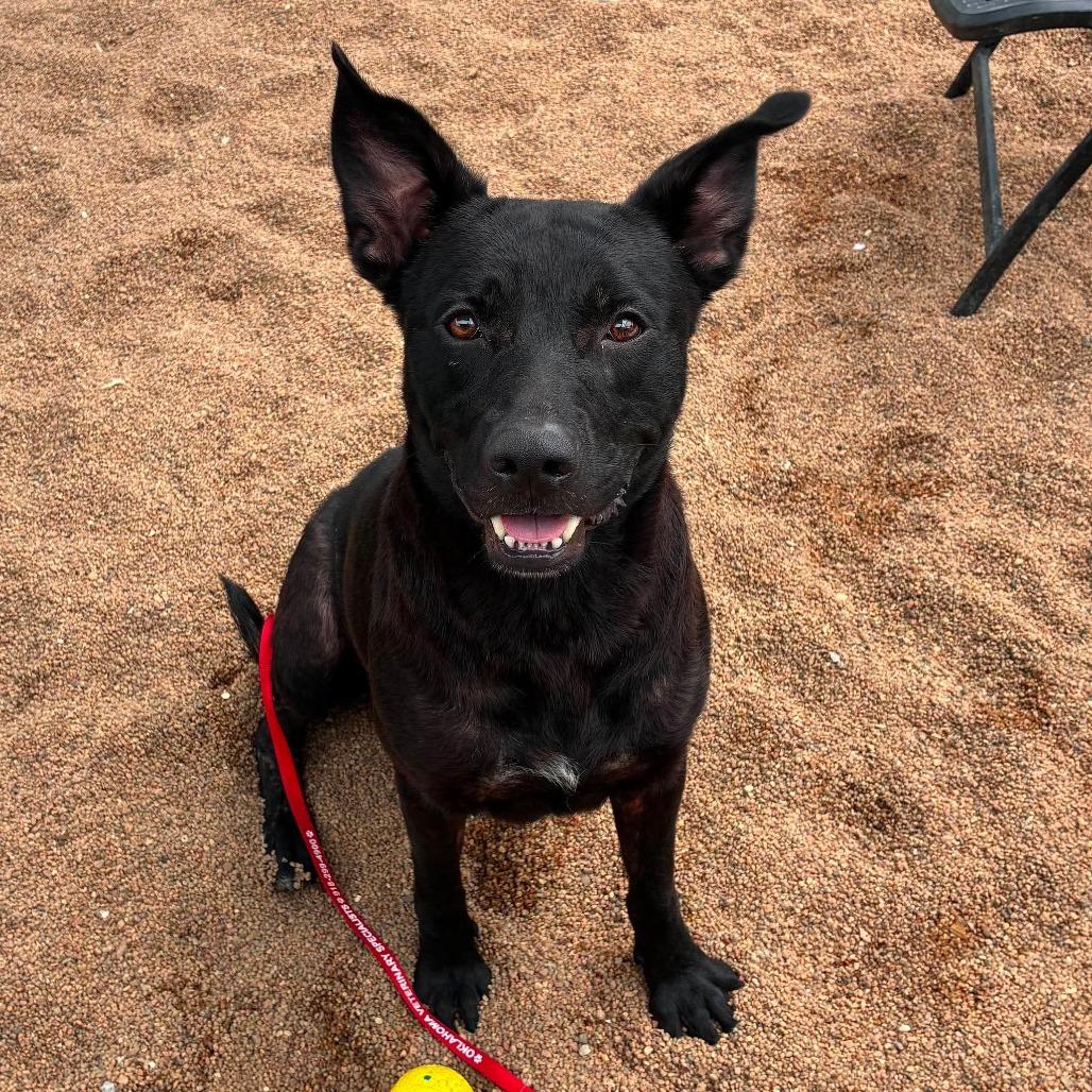 Enlarge Jet, a Adoptable Mixed Breed in Sand Springs, OK image 2/2