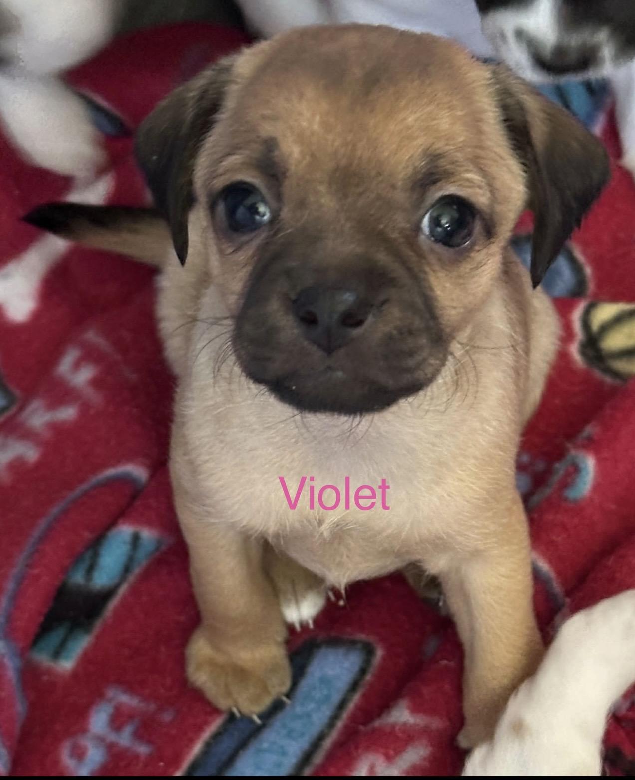 Enlarge Puppies, a ADOPTABLE mixed breed in Las Vegas, NV image 3/5