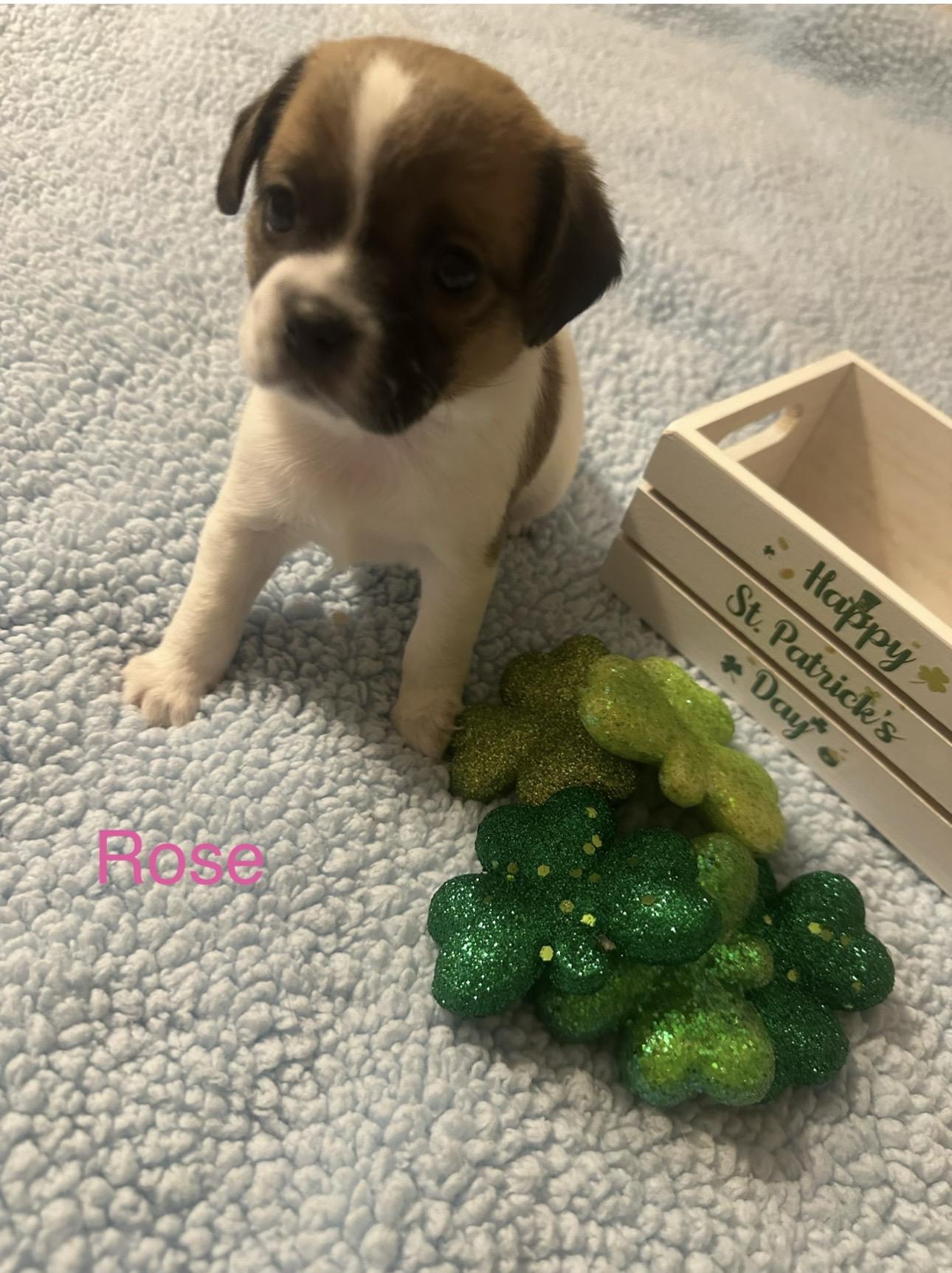 Enlarge Puppies, a ADOPTABLE mixed breed in Las Vegas, NV image 5/5