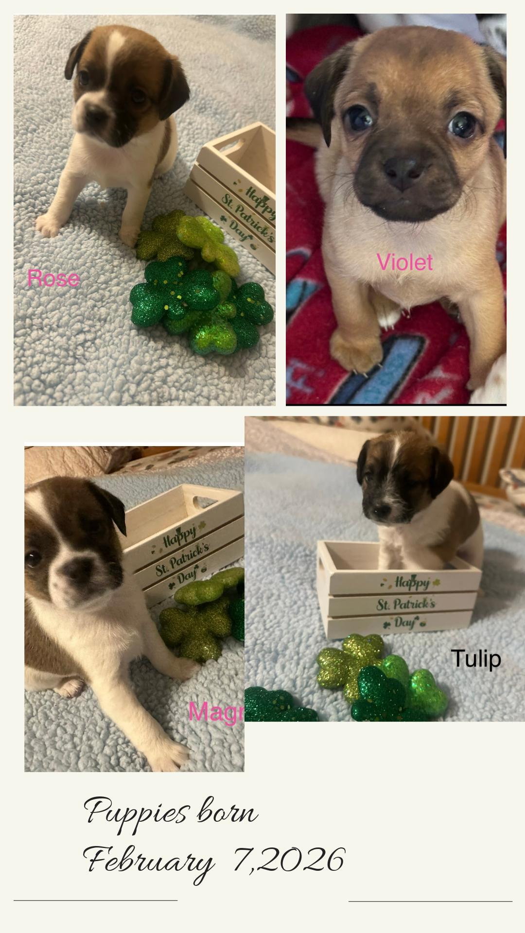 Puppies, ADOPTABLE, Puppy Female Poodle (Toy) & Terrier.