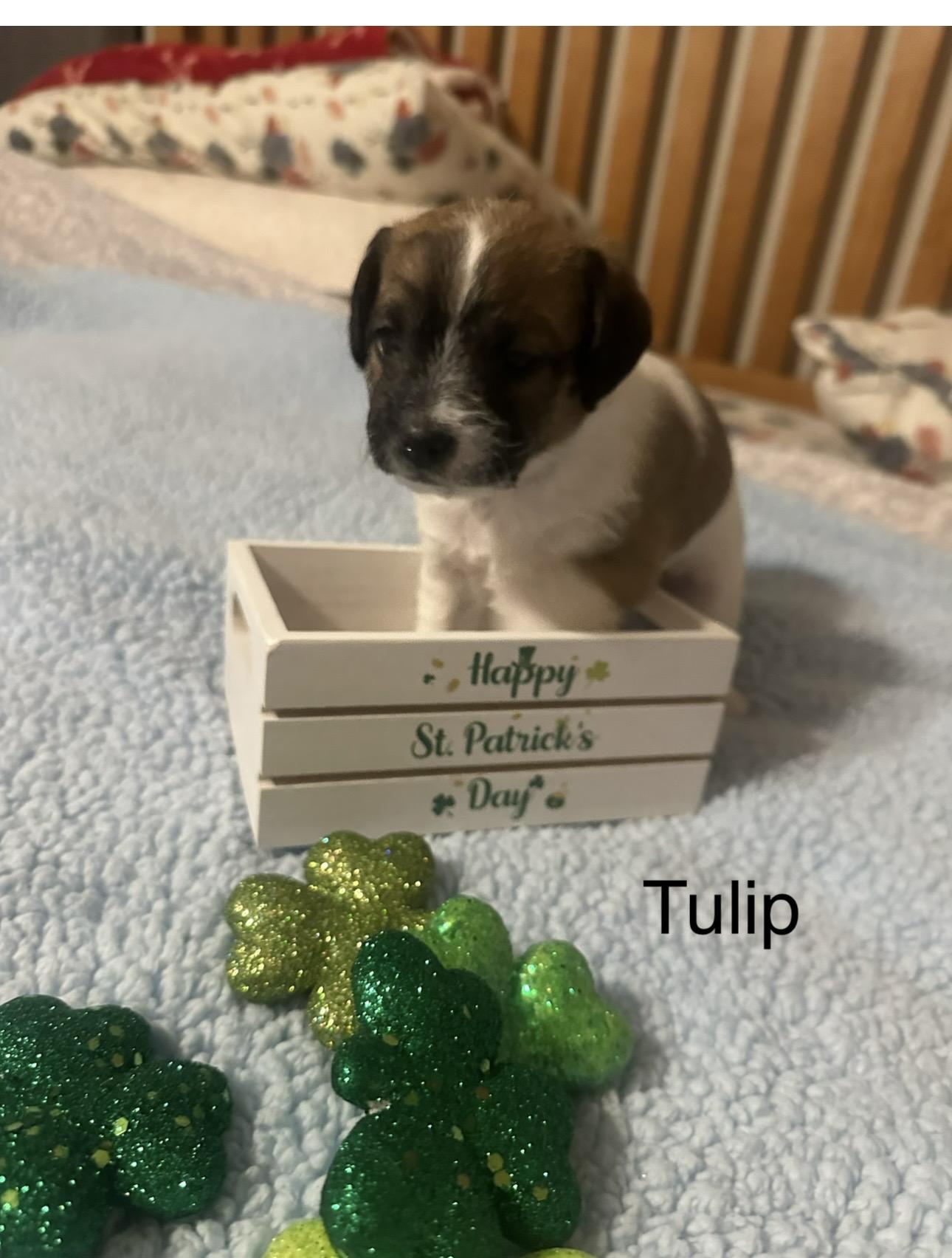 Enlarge Puppies, a ADOPTABLE mixed breed in Las Vegas, NV image 4/5