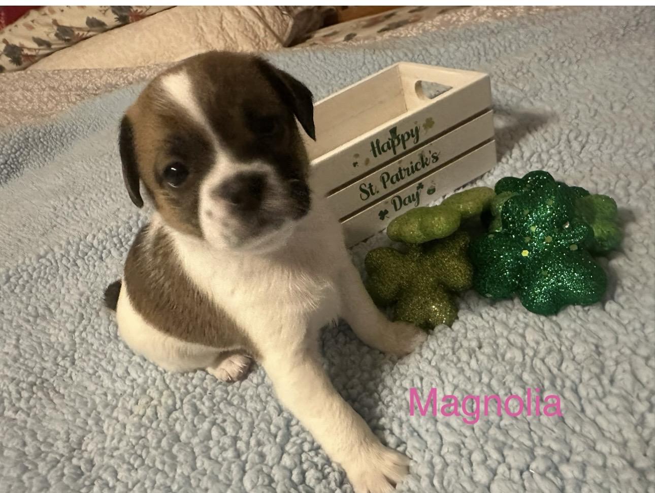 Enlarge Puppies, a ADOPTABLE mixed breed in Las Vegas, NV image 2/5