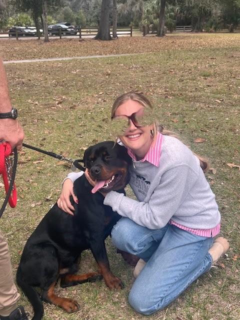 King, a ADOPTABLE Rottweiler in Margate, FL image 2/6