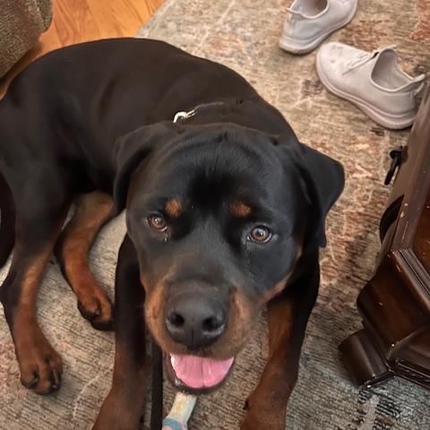 King, ADOPTABLE, Young Male Rottweiler.