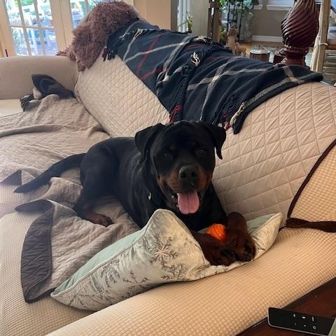 King, a ADOPTABLE Rottweiler in Margate, FL image 5/6