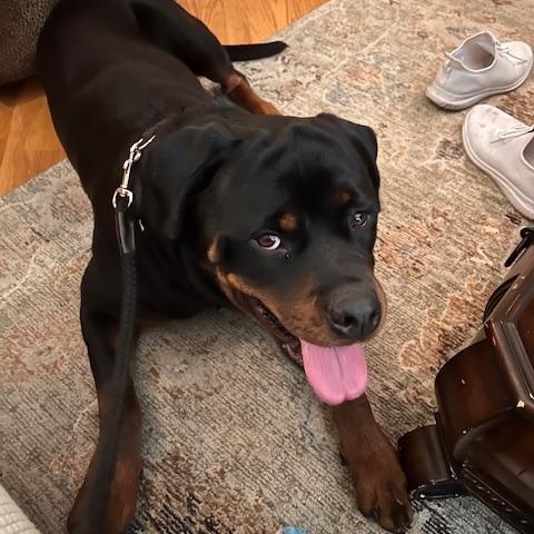 King, a ADOPTABLE Rottweiler in Margate, FL image 6/6