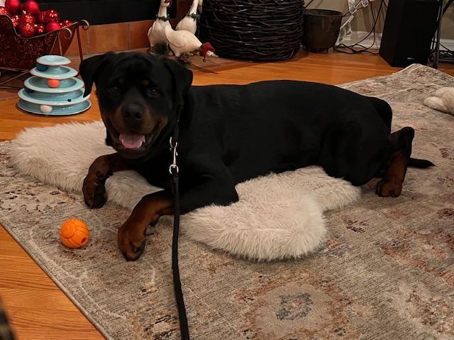 King, a ADOPTABLE Rottweiler in Margate, FL image 3/6