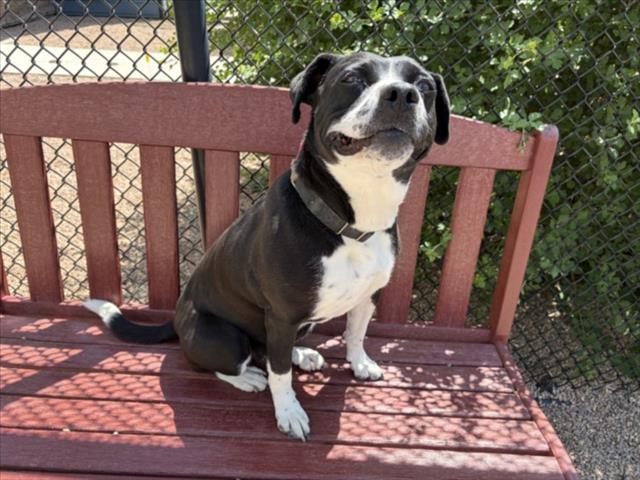 Enlarge PRECIOUS, a Adoptable mixed breed in Loveland, CO image 1/1