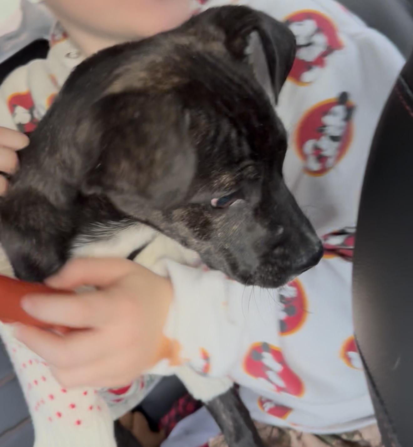 Enlarge Ben , a ADOPTABLE mixed breed in Albemarle, NC image 3/3