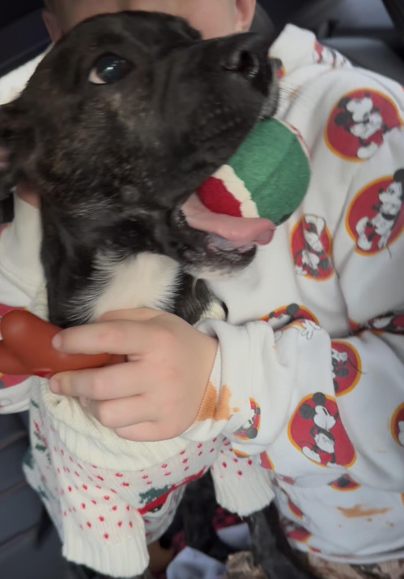 Enlarge Ben , a ADOPTABLE mixed breed in Albemarle, NC image 2/3