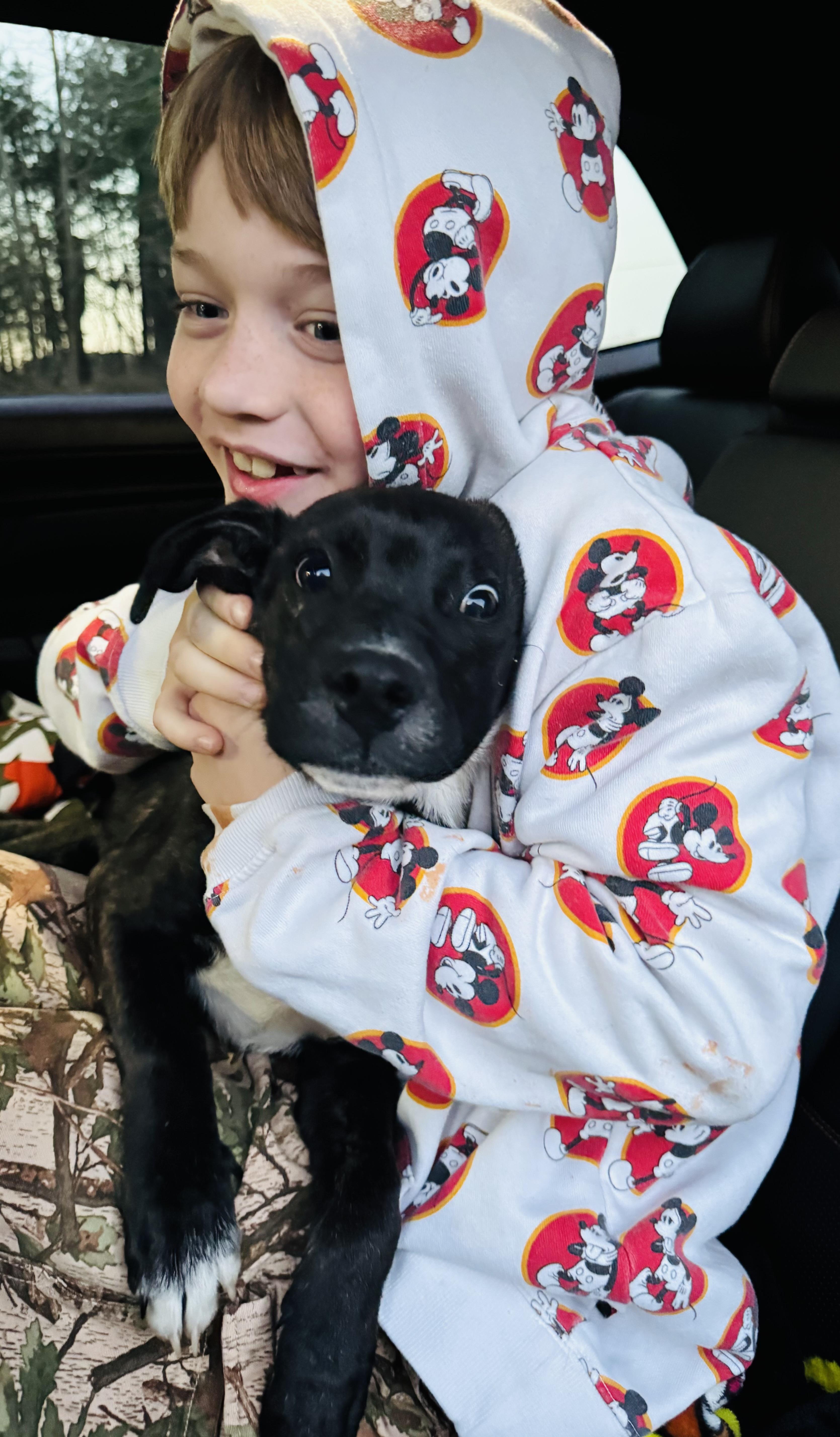 Enlarge Ben , a ADOPTABLE mixed breed in Albemarle, NC image 1/3