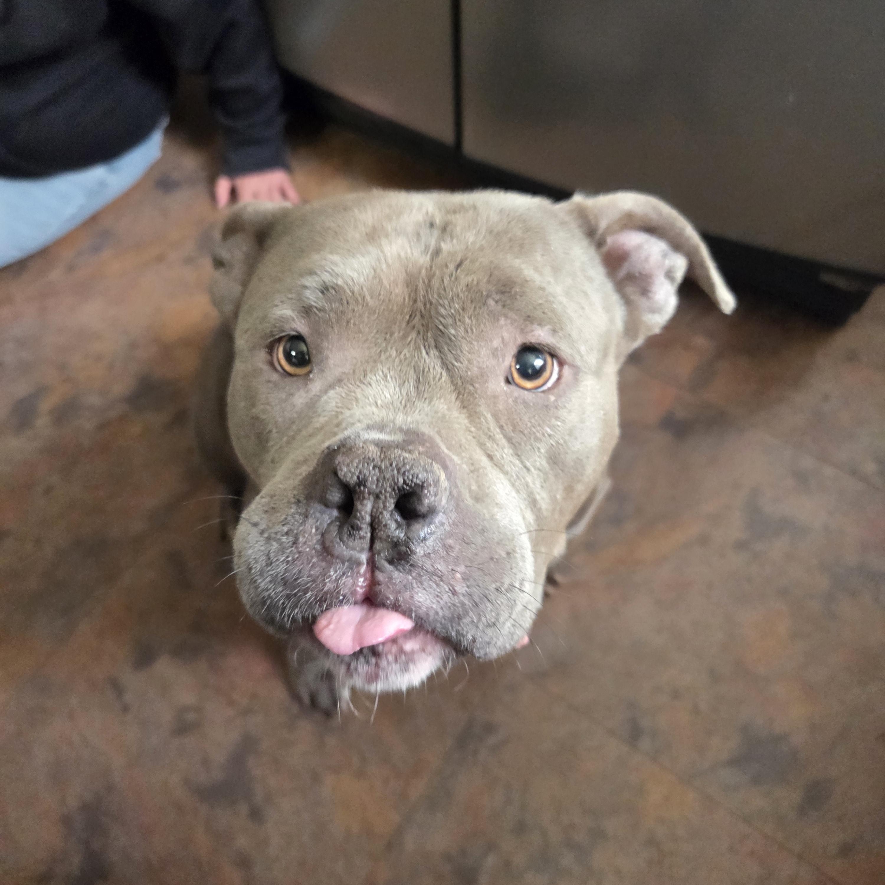 Trixie , a ADOPTABLE mixed breed in PITTSBURGH, PA image 3/3