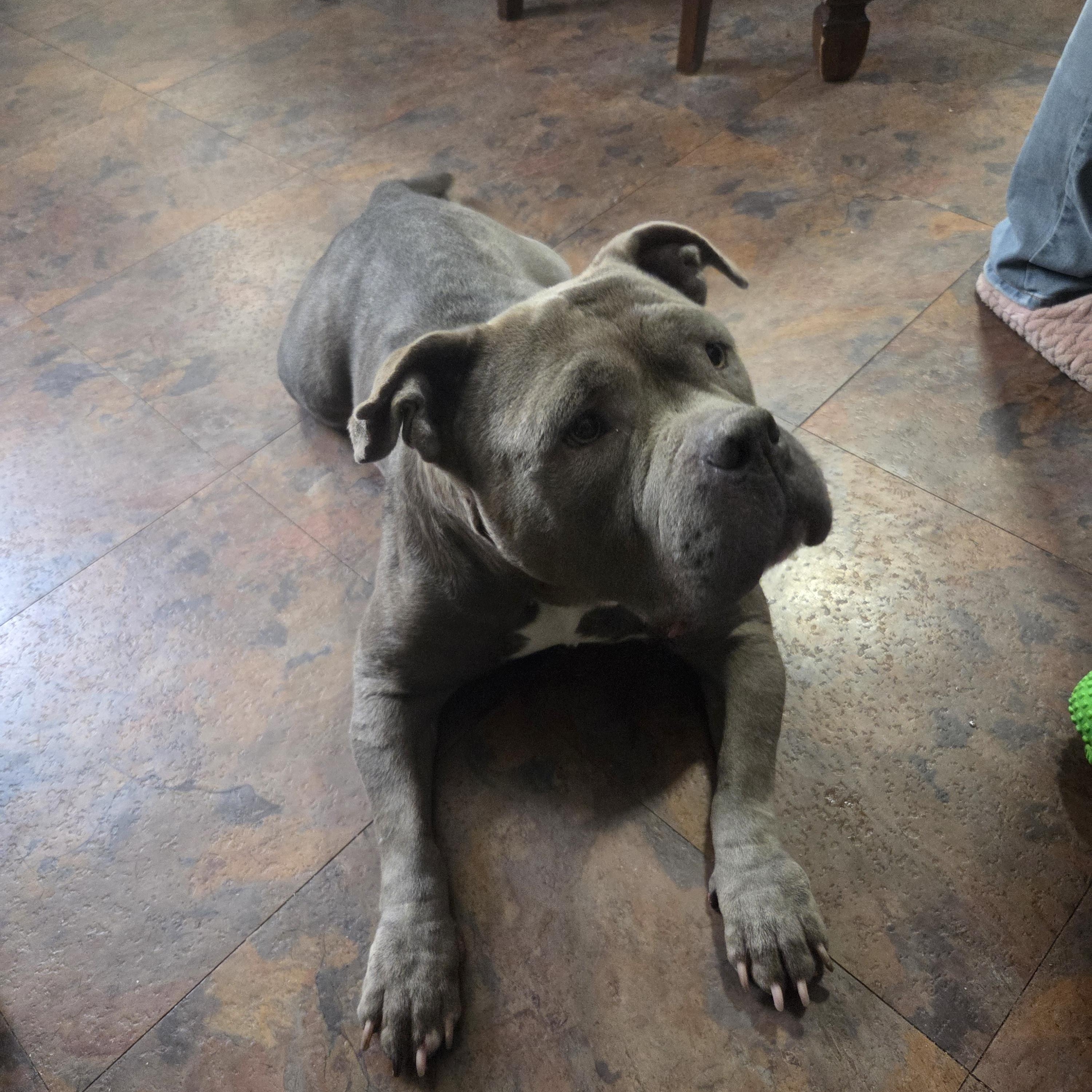 Trixie , a ADOPTABLE mixed breed in PITTSBURGH, PA image 2/3