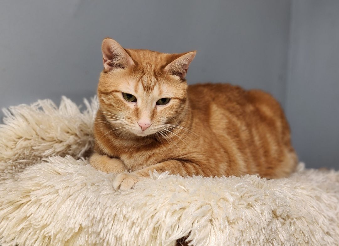 Buffy, a Adoptable Tabby in Whiting, IN image 1/14