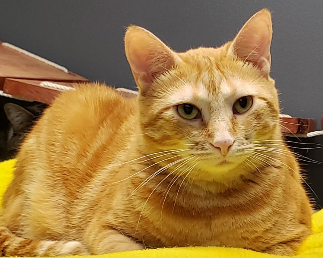 Buffy, a Adoptable Tabby in Whiting, IN image 2/14