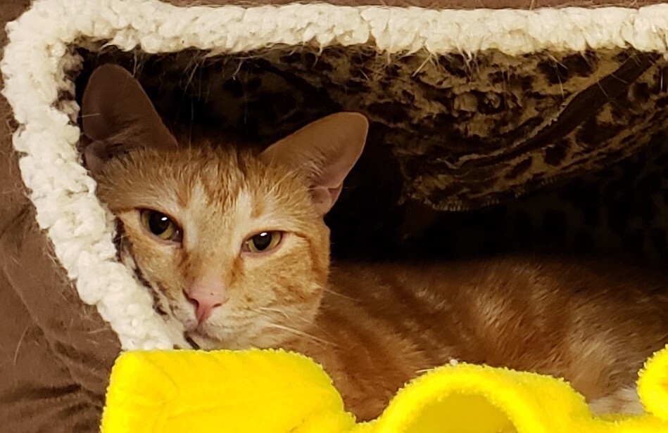 Buffy, a Adoptable Tabby in Whiting, IN image 3/14