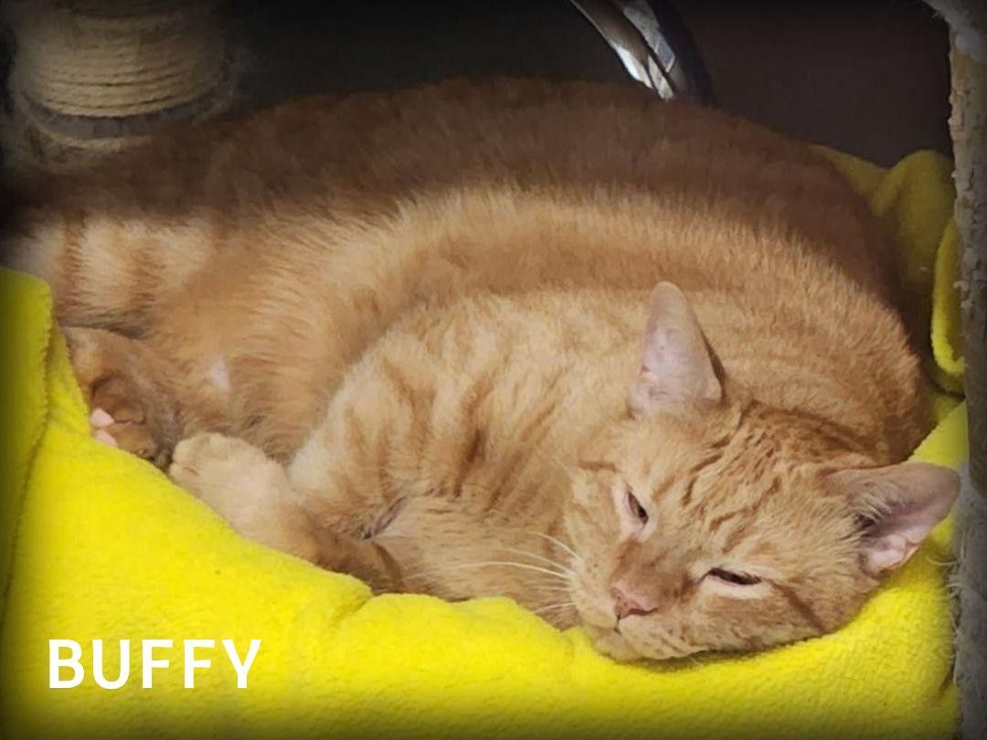Buffy, a Adoptable Tabby in Whiting, IN image 4/14