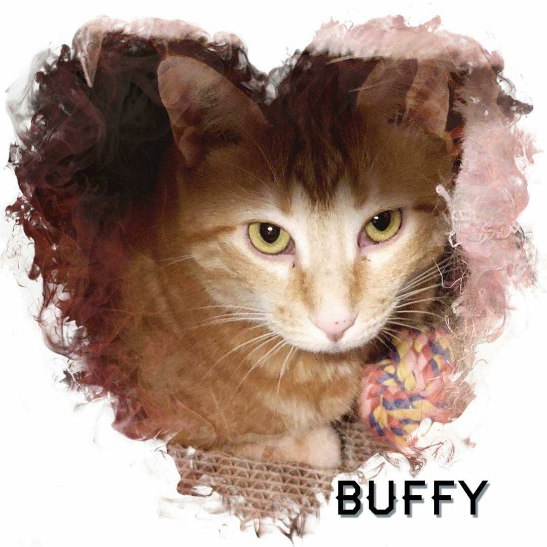 Buffy, a Adoptable Tabby in Whiting, IN image 5/14