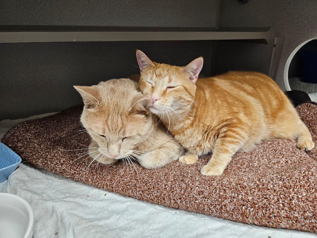 Buffy, a Adoptable Tabby in Whiting, IN image 6/14