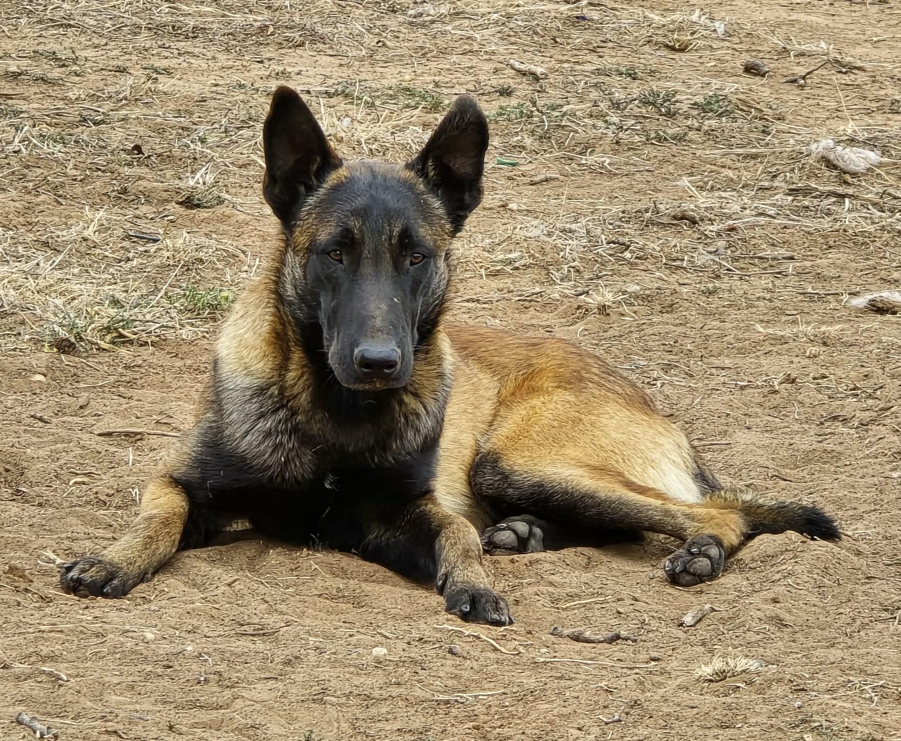 Klaus, an adopted Belgian Shepherd / Malinois in Lubbock, TX image 4/6