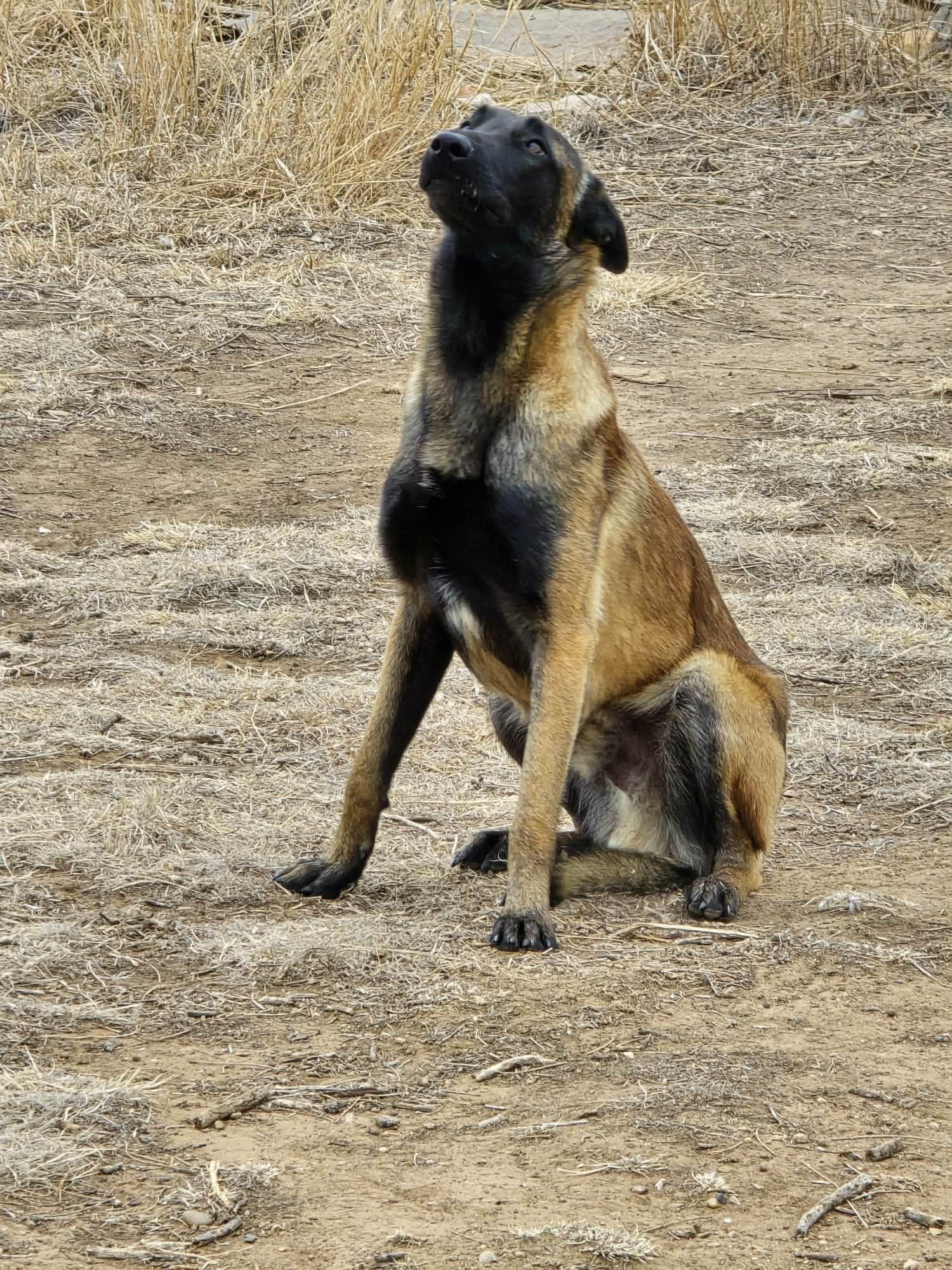 Klaus, an adopted Belgian Shepherd / Malinois in Lubbock, TX image 6/6