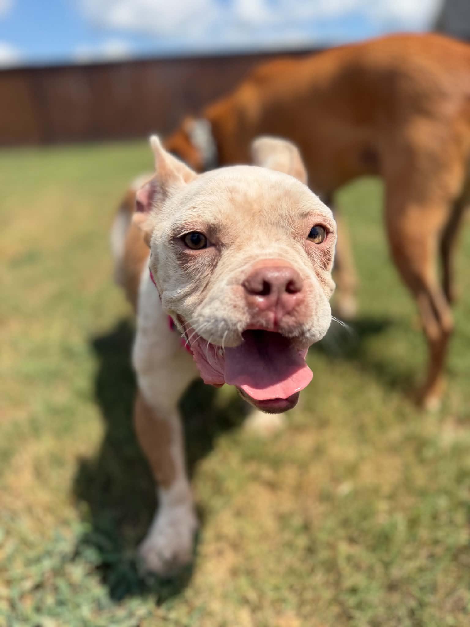 Enlarge Clara, a Adoptable mixed breed in Cedar Rapids, IA image 6/6
