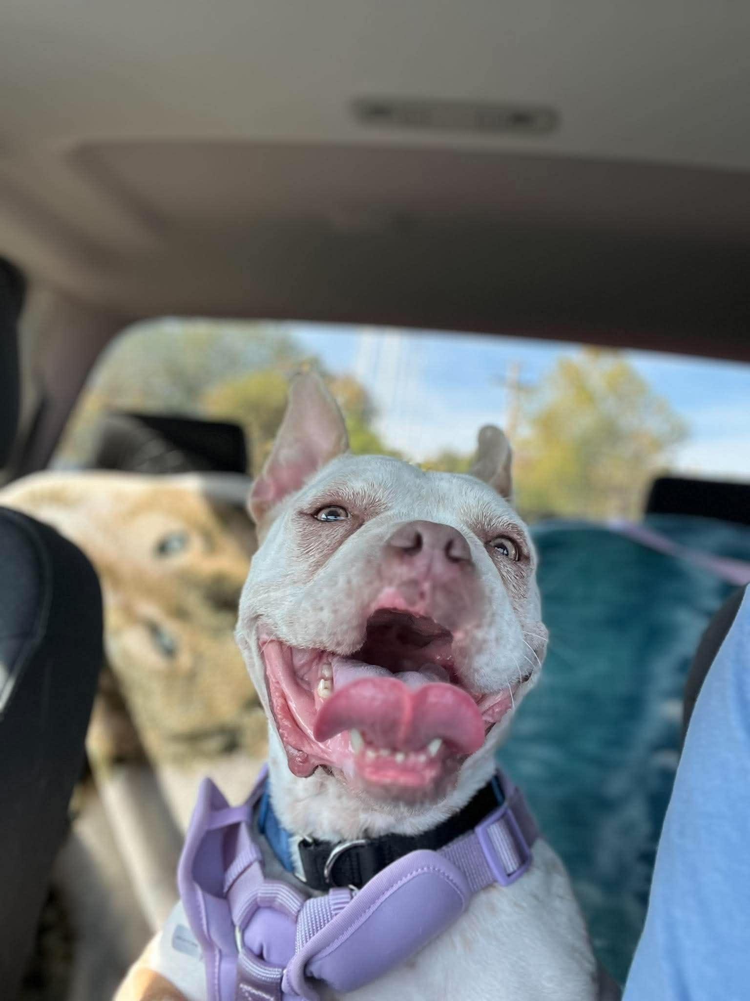 Clara, Adoptable, Adult Female French Bulldog & Mixed Breed.