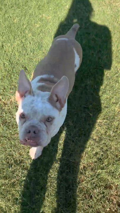 Enlarge Clara, a Adoptable mixed breed in Cedar Rapids, IA video 4/6