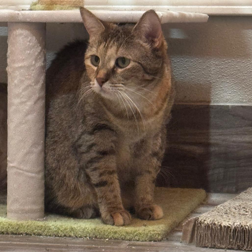 Victini, Adoptable, Adult Female Domestic Short Hair.