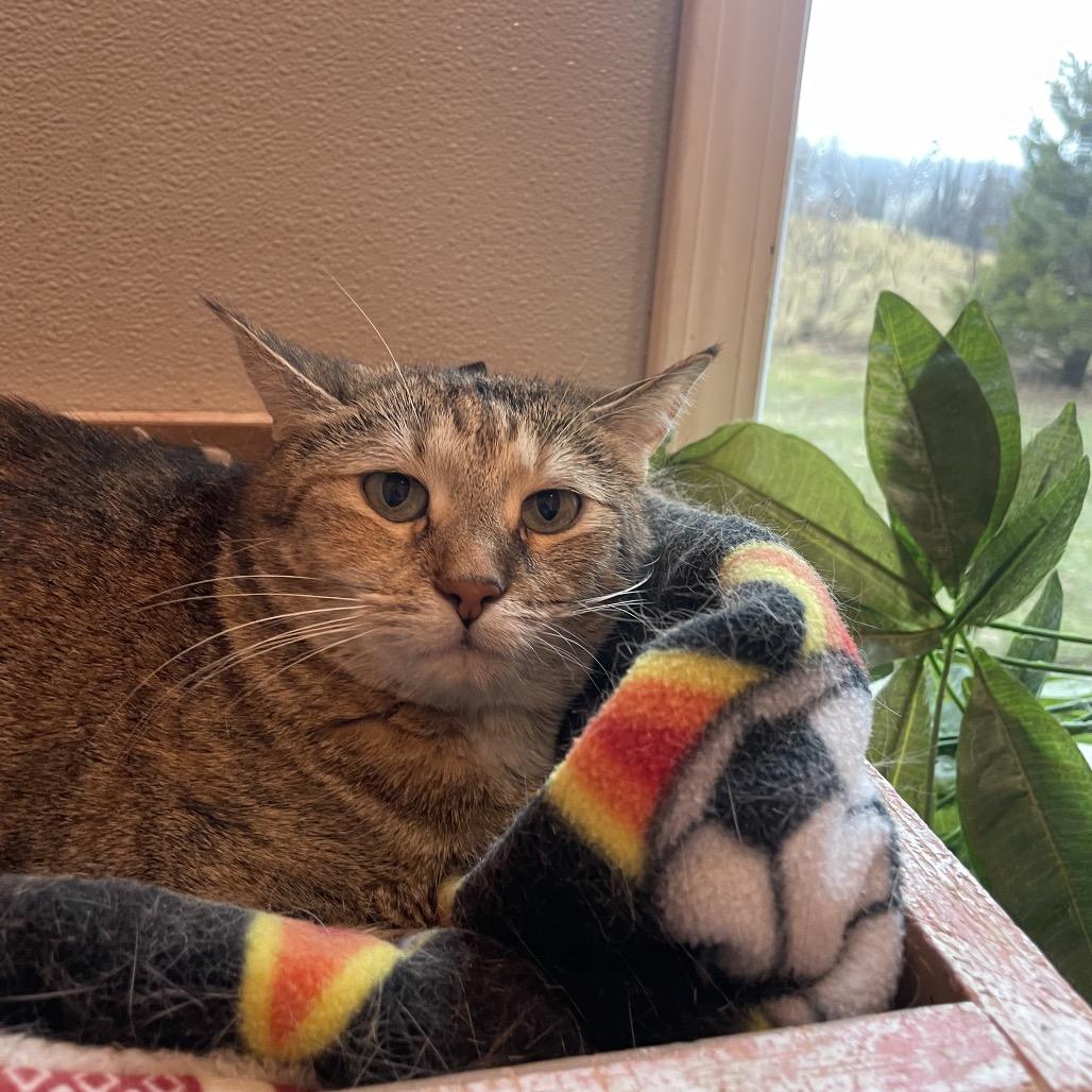 Enlarge Victini, a Adoptable Domestic Short Hair in West Des Moines, IA image 1/2