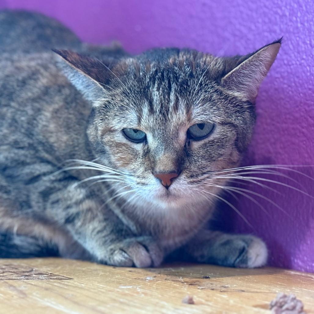 Victini, Adoptable, Adult Female Domestic Short Hair.