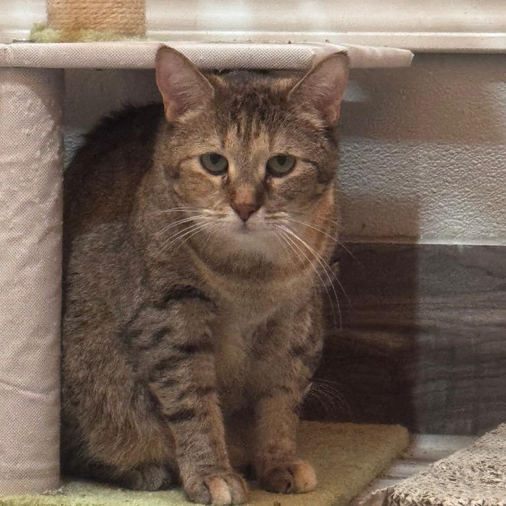 Victini, a Adoptable Domestic Short Hair in West Des Moines, IA image 4/4