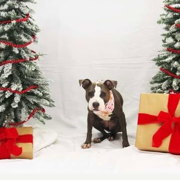 Nellie (in foster), a Adoptable mixed breed in Petersburg, VA image 2/6