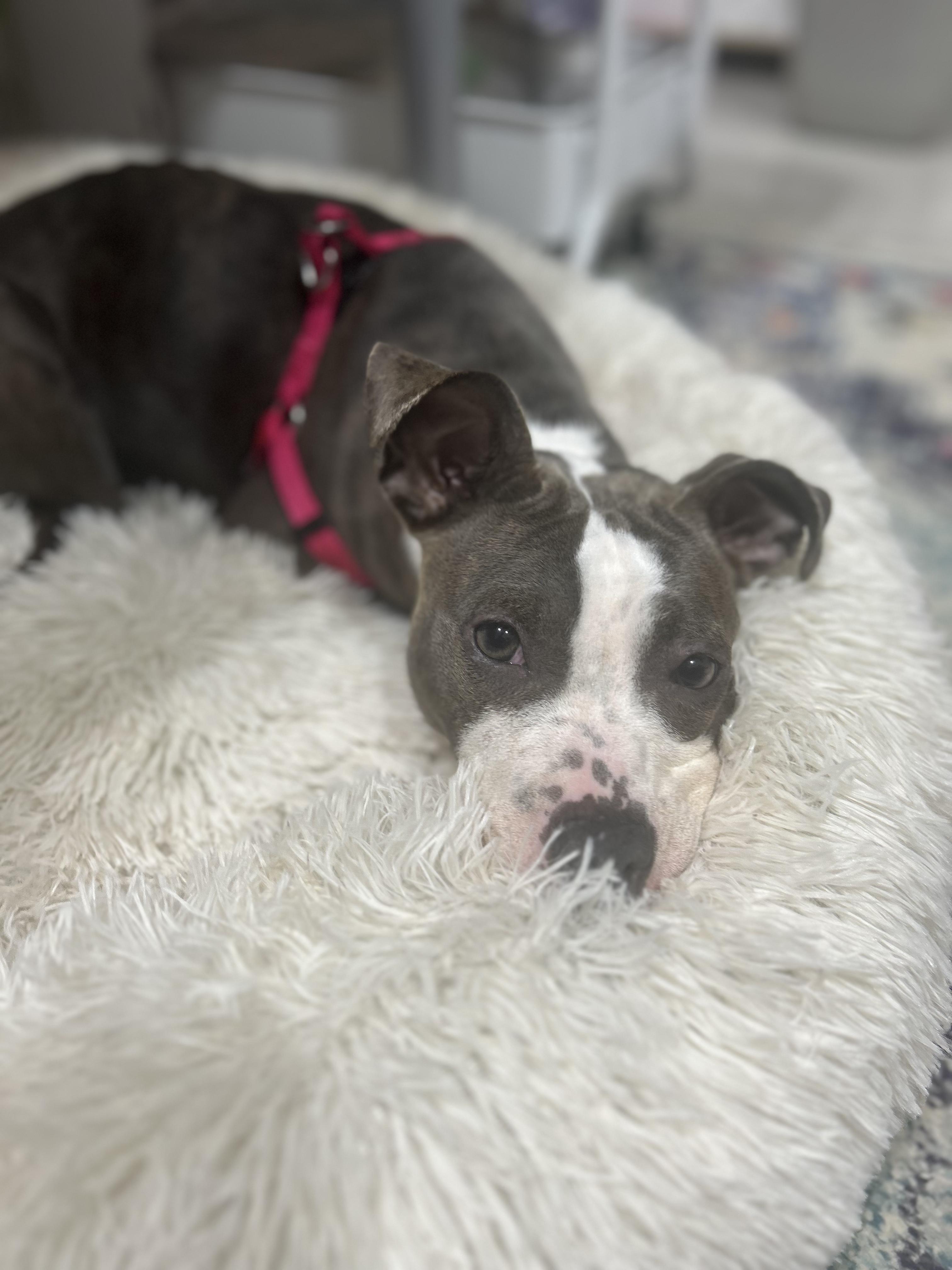 Nellie (in foster), a Adoptable mixed breed in Petersburg, VA image 4/6