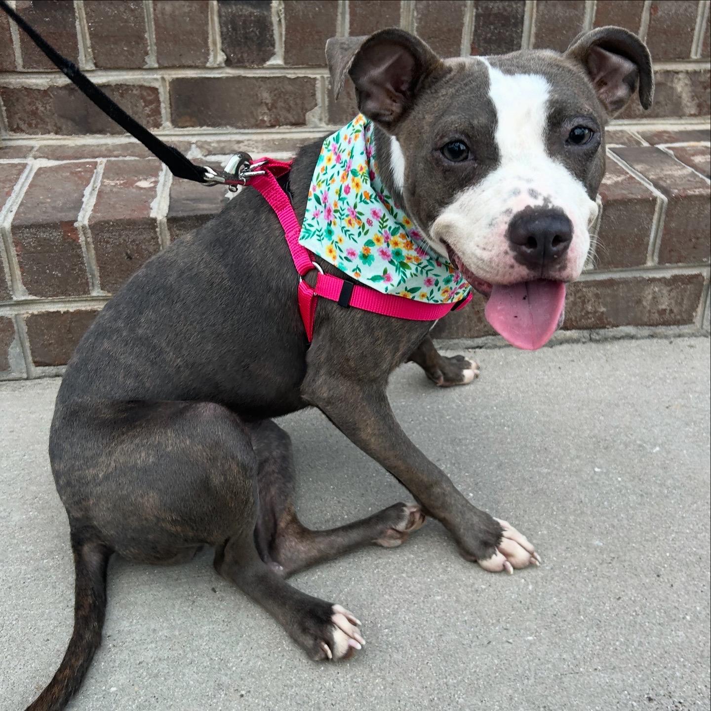 Nellie (in foster), Adoptable, Young Female Mixed Breed.