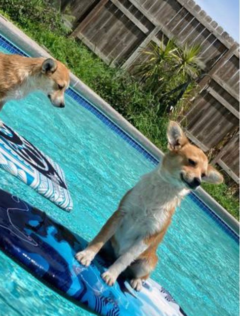 Daisy, Adopted, Young Female Pembroke Welsh Corgi & Chihuahua.