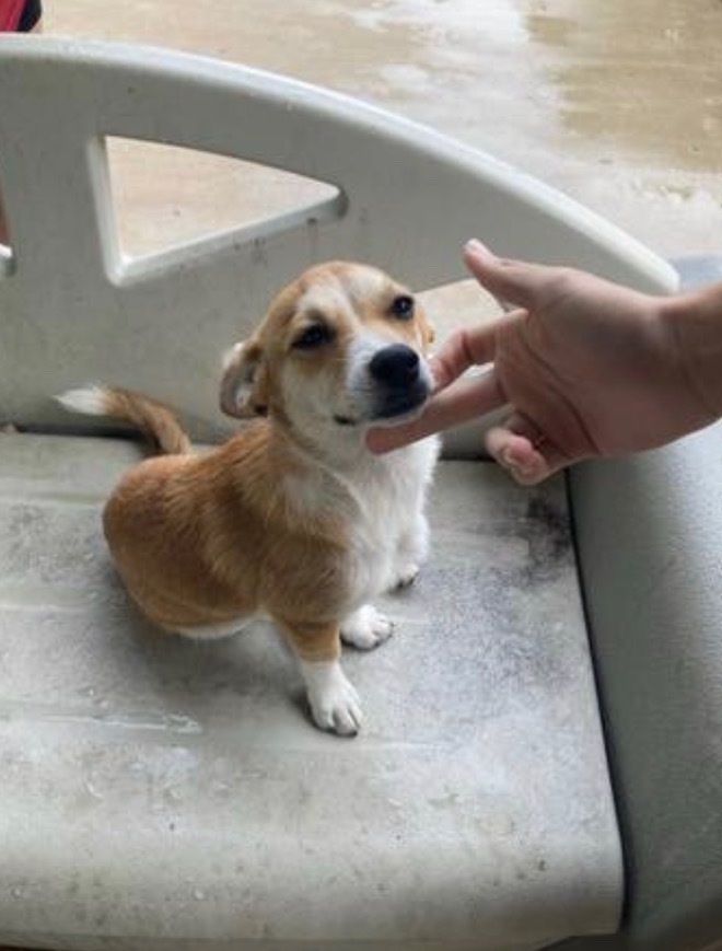 Daisy, a Adopted mixed breed in Kyle, TX image 2/3