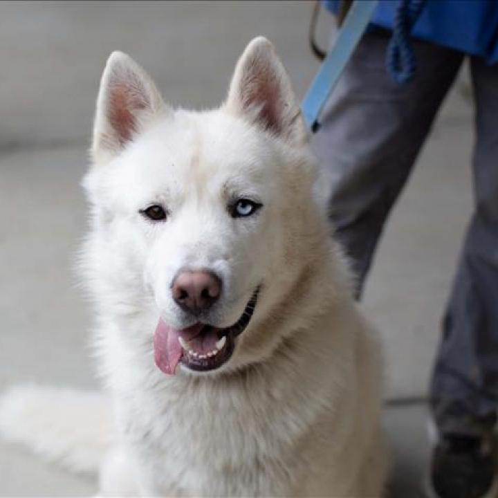 Enlarge Wilson, a Adoptable Siberian Husky in Pleasant Hill, CA image 1/1