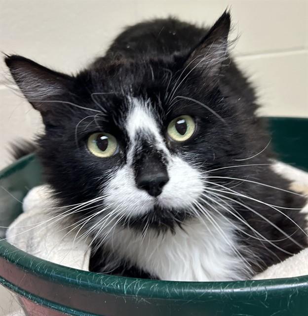Enlarge LEOPOLD, a Adoptable Domestic Long Hair in Pueblo, CO image 1/1