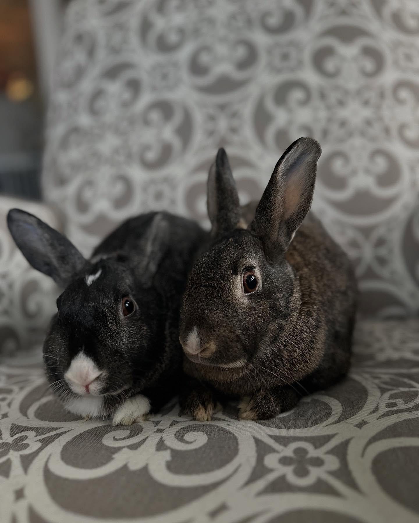 Darla (bonded with Mabel), Adoptable, Adult Female Bunny Rabbit.