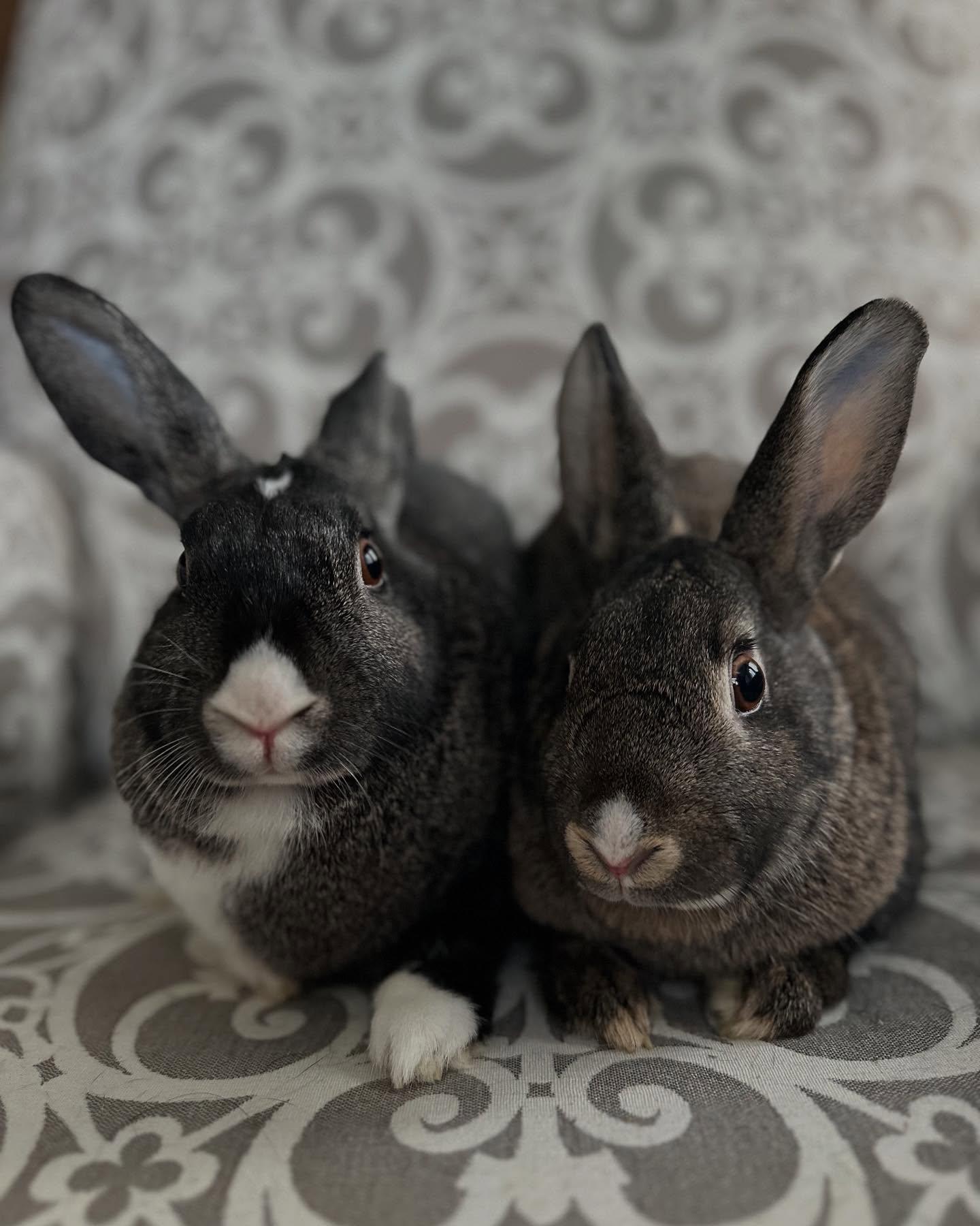 Enlarge Darla (bonded with Mabel), a Adoptable mixed breed in Westbrook, ME image 3/6